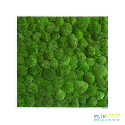 Produktbild: Kugelmoos 80x80